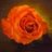 Tweet  Love